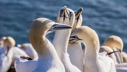 4决赛_中国vs日本,亚洲篮坛的巅峰对决，女篮亚洲杯中国队对日本队决赛