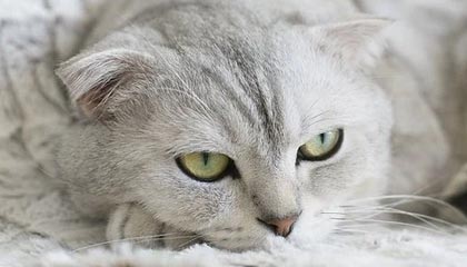 4决赛_卫冕冠军遇挑战,黑马崛起，2021wcba什么时间开打