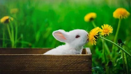 4决赛_卫冕冠军遇挑战,黑马崛起，2021wcba什么时间开打