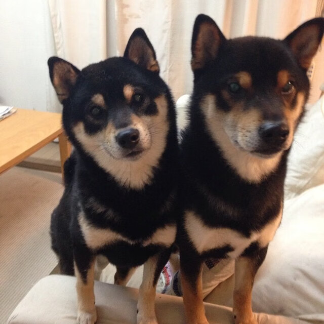 奇库诺娃冲刺阶段展现王者气质,库奇娜百度百科