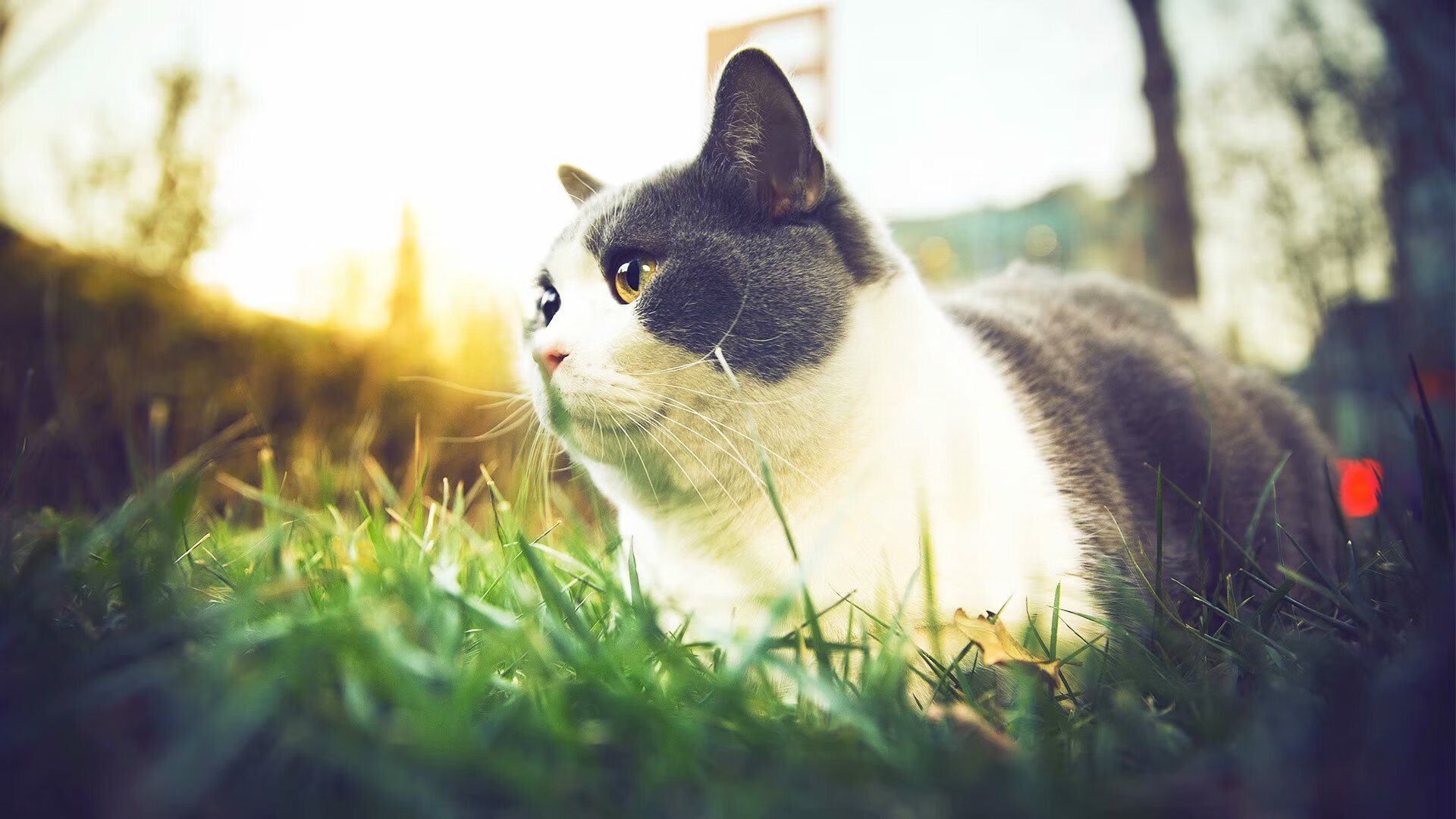 莫莉·奥卡拉汉决赛冲刺表现抢眼,莫利卡拉汉