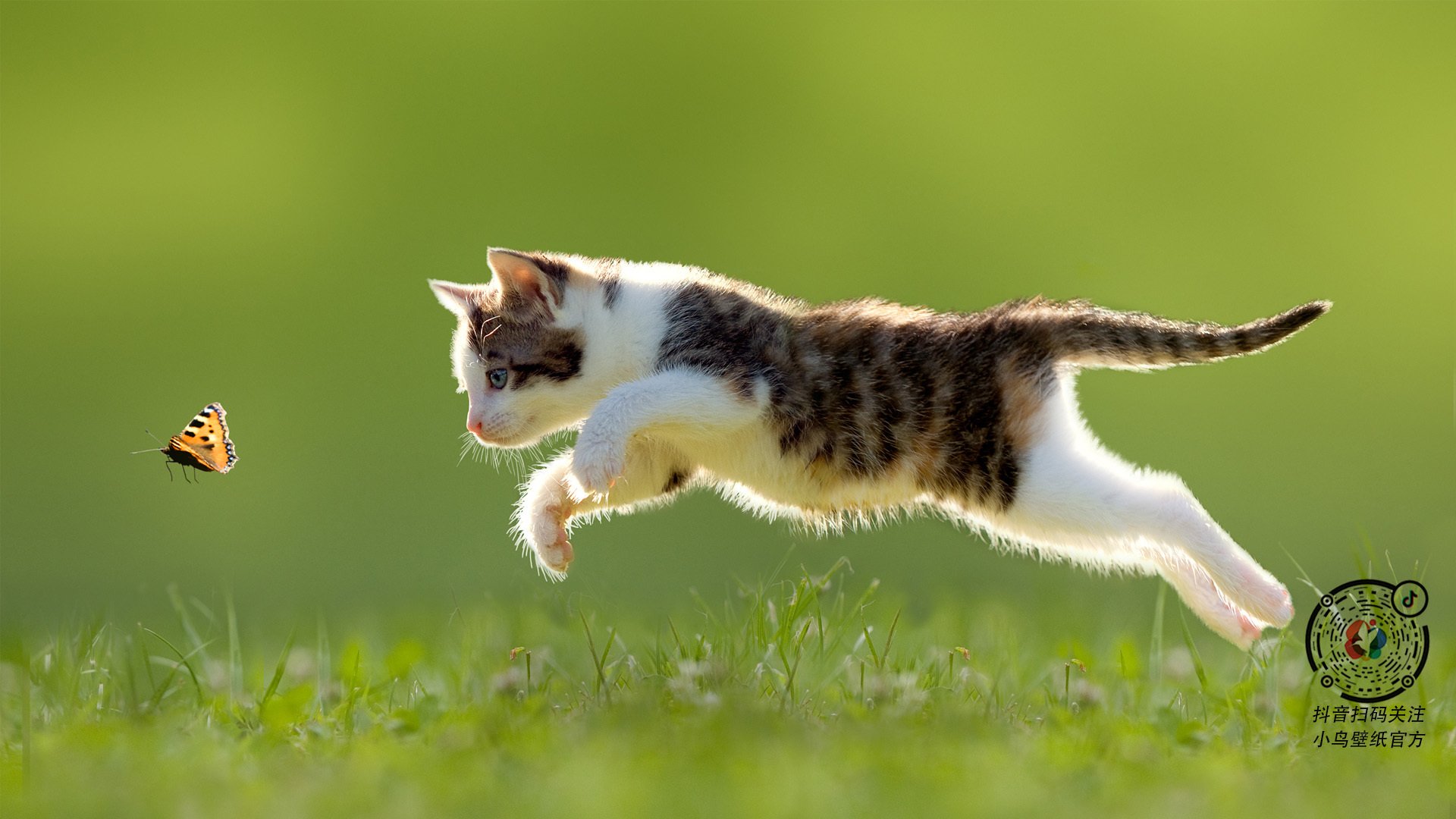 蛙泳技术突破,成绩稳步提升,蛙泳技术要点